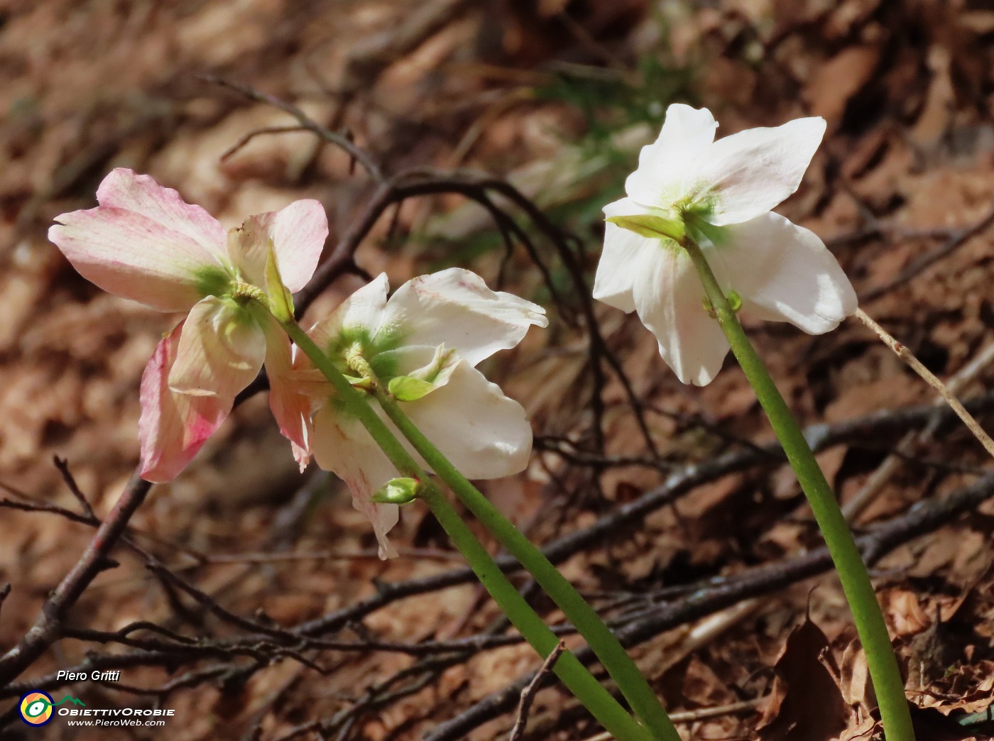 18 Helleborus niger (Ellebori).JPG